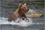 fishing bear 5522.jpg