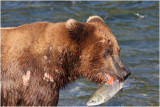 fishing bear 5373.jpg