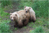 twin bearcubs 4994.jpg