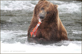brown bear eating catch 4175.jpg