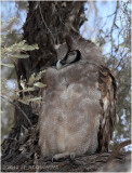 Grand duc - Verreauxs eagle-owl 7314