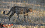 Guepard - Cheetah 7555