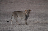 Lion at Urikaruus waterhole 7595