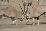 Oryx - Gemsbok 7907