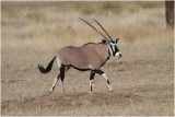 Oryx - Gemsbok 7941
