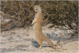 Mangouste jaune - Yellow mongoose 6495
