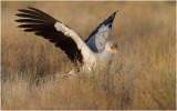 Serpentaire - Secretary bird 8137