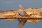 Pigeon roussard - Speckled pigeon 7357