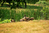 Geese at the Cornell Plantations