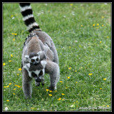 lemur40.jpg