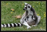 lemur57.jpg