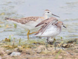 Western Sandpiper (breeding plumage) with phalarope 4Z036902 copy.jpg
