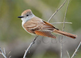 Ash-Throated Flycatcher AEZ11666.jpg