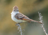 Ash-Throated Flycatcher AEZ11670 copy.jpg