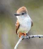 Ash-Throated Flycatcher, Juvenile  AEZ11693.jpg