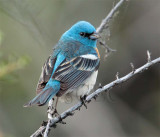 Male Lazuli Bunting AEZ11788 copy.jpg