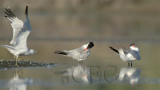 Caspian Terns, (and ring-billed gull)  Grant county WA   WT4P5647.jpg