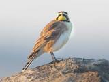 Horned Lark AE2D1486b copy.jpg