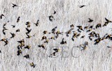 Yellow-headed Blackbirds swarm before breeding season, (with a few Red-wing Blackbirds and females)  AE2D1944 - Copy.jpg
