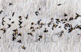Yellow-headed Blackbirds swarm before breeding season, (with a few Red-wing Blackbirds and females) AE2D1944 - Copy.jpg