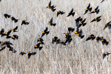 Yellow-headed Blackbirds swarm before breeding season, (with a few Red-wing Blackbirds and females)  AE2D1966 copy - Copy.jpg