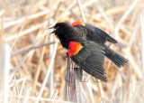 Red-wing Blackbird male AE2D2255 copy - Copy.jpg