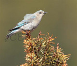 Mountain Bluebird female Bethyl Ridge AEZ10657 copy - Copy.jpg