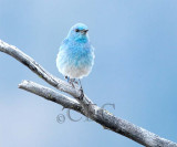 Mountain Bluebird male Bethyl Ridge AEZ17312 copy - Copy.jpg