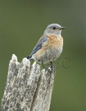 Western Bluebird female WT4P7289 copy - Copy.jpg