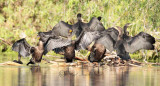Young Double Crested Cormorants drying wings 4Z036124 - Copy.jpg