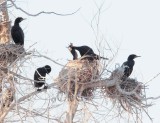 Double Crested Cormorants mating 1/2 AE2D1083 copy - Copy.jpg