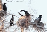 Double Crested Cormorants mating 2/2 AE2D1085 copy - Copy.jpg