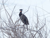 Double Crested Cormorant breeding plumage AE2D1088 copy - Copy.jpg