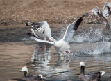 Flying Snow Geese (white), Flying Blue Goose (blue phase Snow Goose - with white head) AE2D2736 copy - Copy.jpg