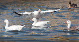Snow Geese (white), Blue Goose (blue phase Snow Goose - with white head), Pink-footed Goose? at rear  AE2D2740 copy - Copy.jpg