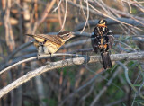 Black-headed Grosbeak, female chats up male 4Z052421 copy - Copy.jpg