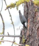 White-breasted Nuthatch  AE2D2758 - Copy.jpg