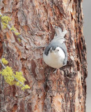 White-breasted Nuthatch AE2D2798 copy - Copy.jpg
