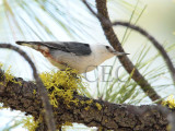 White-breasted Nuthatch _EZ32509 copy - Copy.jpg