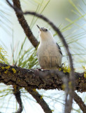 White-breasted Nuthatch _EZ32510 2 copy - Copy.jpg