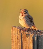 Savannah Sparrow at sunset, Toppenish WA, lateral C  AEZ11886 copy - Copy.jpg