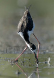 Black-necked Stilt WT4P5960 copy - Copy.jpg