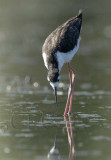 Black-necked Stilt WT4P5995 copy - Copy.jpg