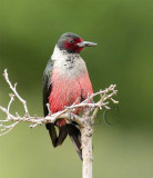 Lewiss Woodpecker AEZ11807 copy - Copy.jpg