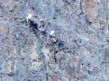 Ram pursues ewe in steep rock 1/2  _EZ50171b copy.jpg