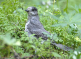 Gray Jay  WT4P3469 copy.jpg