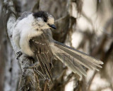 Gray Jay  WT4P3479 copy.jpg