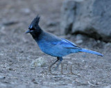Steller's Jay WT4P7959 copy.jpg