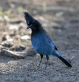 Steller's Jay WT4P7964 copy.jpg