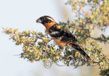 Black-headed Grosbeak male eating Rabbit (Bitter) Brush flowers Moses Lake 4Z052260 copy.jpg